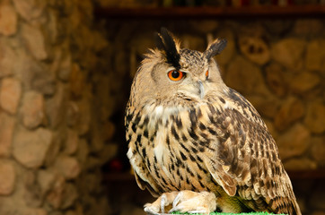 Owls Portrait. owl eyes