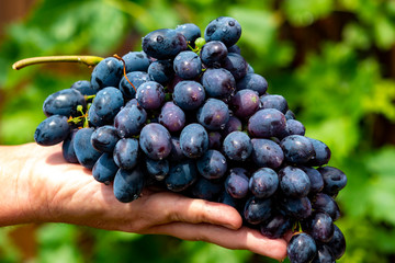 New harvest of blue, purple or red wine or table grape, hand holding bunch of ripe grapes on green grape plant background