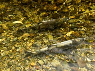 Salmon run