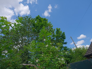 fresh green summer landscape with blue sky and clouds