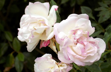 pink rose in a garden