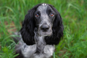 Portrait of cute dog russian spaniel breed
