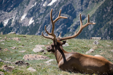 Elk resting