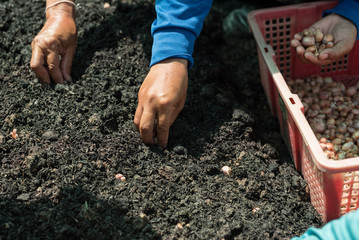 Farmer planting young onion in the soil.People hand sowing seed in the vegetable garden.Agriculture farming concept.