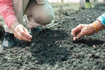 Farmer planting young onion in the soil.People hand sowing seed in the vegetable garden.Agriculture farming concept.