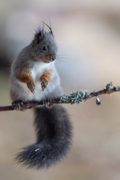 Eichh&ouml;rnchen