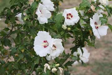hibiskus © Hubert