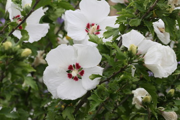 hibiskus © Hubert