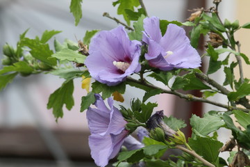 hibiskus © Hubert