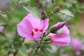 hibiskus © Hubert