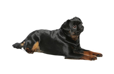 Adorable black Petit Brabancon dog lying on white background