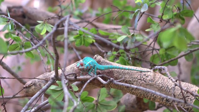 Chameleon on the branch in 4k slow motion 60fps