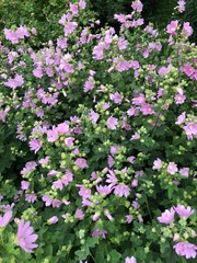 Obraz premium Beautiful view pink flowers in the field