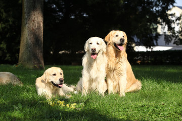 Nice golden retrievers lying together