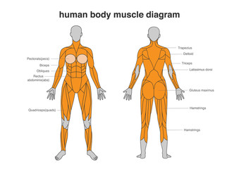 Woman body Muscles Diagram in Full Length front and Back side. Illustration about bodybuilding and Anatomy.