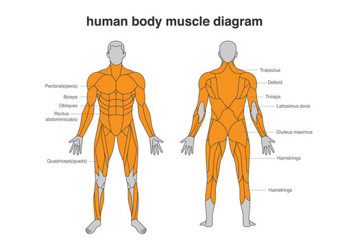 Human body Muscles Diagram in Full Length front and Back side. Illustration about bodybuilding and Anatomy.