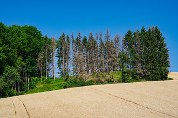 Baumsterben in Bayern tote ausgetrocknete Fichten
