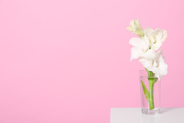 Vase with beautiful gladiolus flowers on wooden table against pink background. Space for text