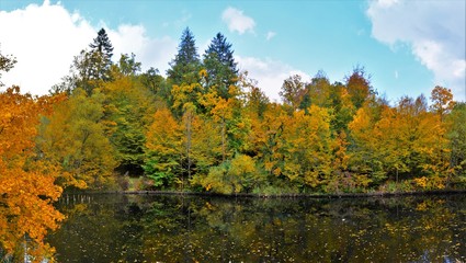 Fototapeta premium forest and lake in autumn