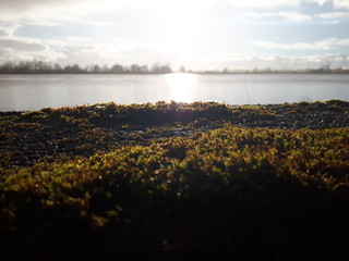 Sun Shines On Moss At The Dam