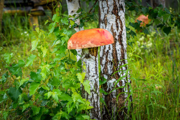 Wood mushrooms grow in the Park