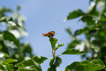 Gatekeeper butterfly 10
