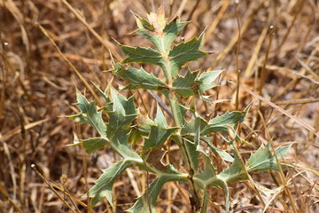 green plant with spikes in the middle of the dry field