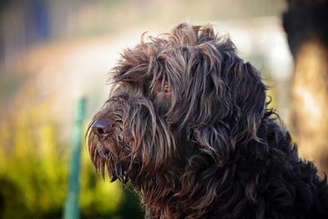 head portrait of a brown hairy dog