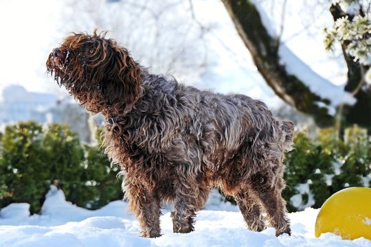 brown dog is standing in snow