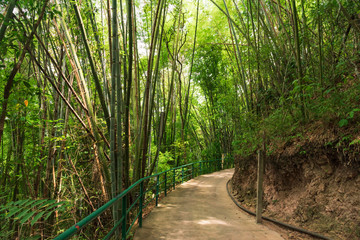 Walk way in the bamboo grove at the forest.Natural tunnel tree pathway in the park.