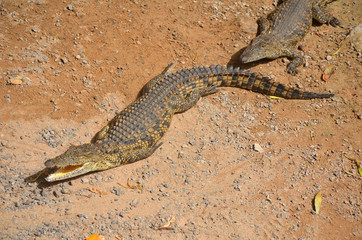 Two Young Nile Crocodiles Walking Out of the Water