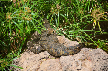 A Crocodile on a Rock Carring a Young Crocodile on Top