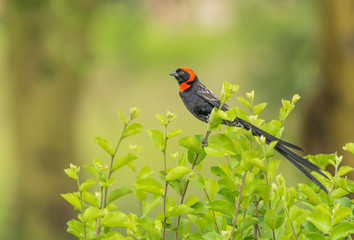 Red Collared weaver bird