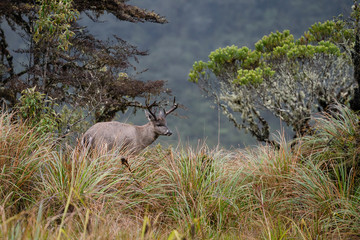Venado Cola Blanca en el Paramo Nacional de Chingaza en Cundinamarca