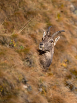 Alpensteinbock