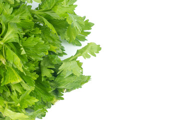 fresh Celery sticks, celery stalk isolated on white background