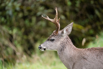 Venado Cola Blanca en el Paramo Nacional de Chingaza en Cundinamarca