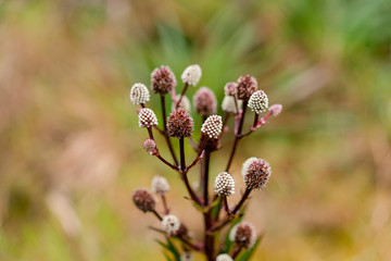 plantas del paramo de chingaza y bosque humedo tropical , Cundinamarca y Boyac&aacute; Colombia
