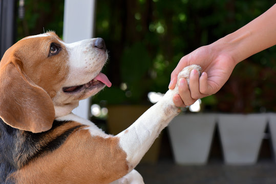 Beagle dogs give hands to people. Dog's paws in human hands Friendship with pets