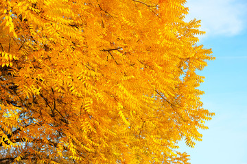 Yellow autumn leaves in picturesque fall park. Park in city. Sunny day, warm weather. Sunlight in autumn.