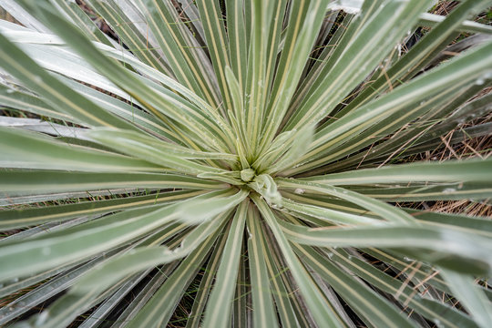 plantas del paramo de chingaza y bosque humedo tropical , Cundinamarca y Boyac&aacute; Colombia