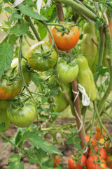 Growing green tomatoes in greenhouses, green and red tomatoes