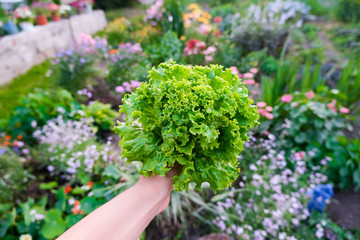 Green lettuce in the hands of a farmer. Country style. Garden grass background.