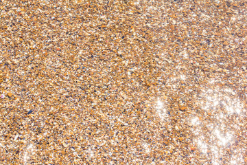 small shellfish with sea pebbles in shallow water under sea water