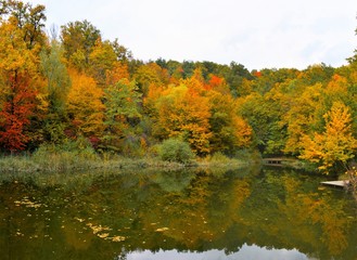 forest and lake in autumn
