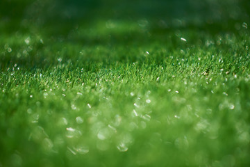 Lawn with bright green and water drops shine under a sunny summer day.