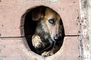 frightened adult dog looks out of his doghouse