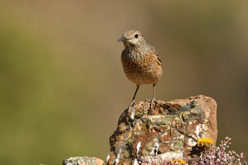 Hembra de roquero rojo posa sobre las rocas en la sierra abulense
