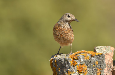 Hembra de roquero rojo posa sobre las rocas en la sierra abulense