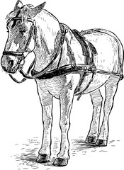 Sketch of a white horse in harness